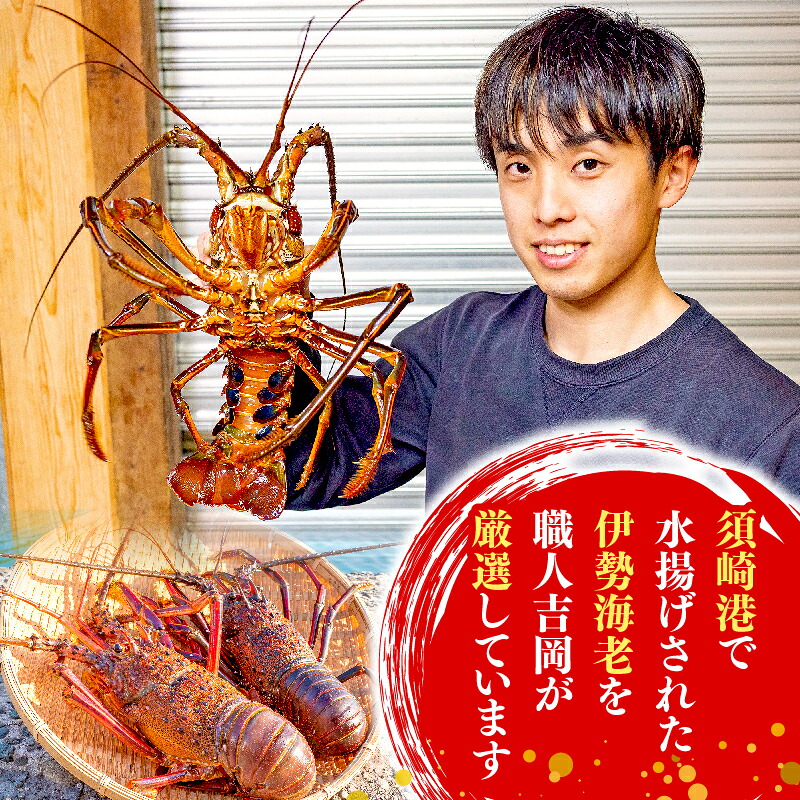 【訳あり】冷凍伊勢海老 700g~2.8kg 大容量 伊勢海老 エビ いせえび 人気伊勢海老 伊勢海老刺身 特大 メガ盛り 高級 鮮魚 海鮮 魚介 刺身 焼き物 汁物 BBQ おつまみ 国産 伊勢海老国産