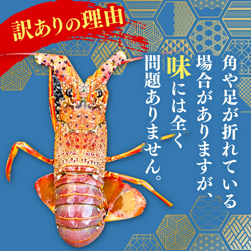【訳あり】冷凍伊勢海老 700g~2.8kg 大容量 伊勢海老 エビ いせえび 人気伊勢海老 伊勢海老刺身 特大 メガ盛り 高級 鮮魚 海鮮 魚介 刺身 焼き物 汁物 BBQ おつまみ 国産 伊勢海老国産