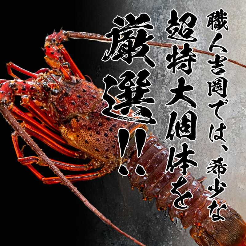 特大伊勢海老とからすみのセット 伊勢海老 1尾 からすみ100g カラスミ 唐墨 伊勢海老 エビ いせえび 人気伊勢海老 伊勢海老刺身 高級 珍味 鮮魚 海鮮 刺身 お造り おつまみ 酒の肴 国産 伊