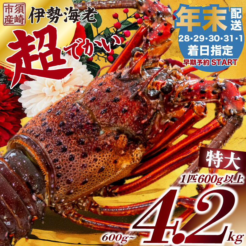 ハーフカット 伊勢海老 加熱用 1匹