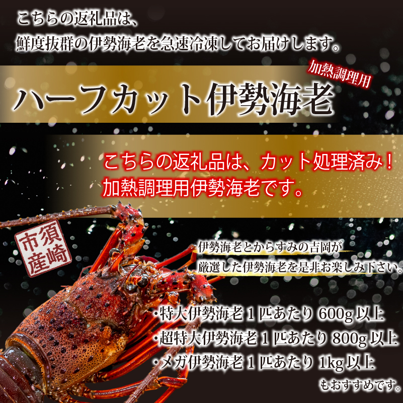 ハーフカット 伊勢海老 加熱用 1匹 700g~3.5kg 半割り エビ いせえび 人気伊勢海老 テルミドール グラタン 鬼殻焼き 伊勢海老汁 焼き物 鍋 BBQ 海鮮 魚介 おつまみ 国産 伊勢海老国産 人