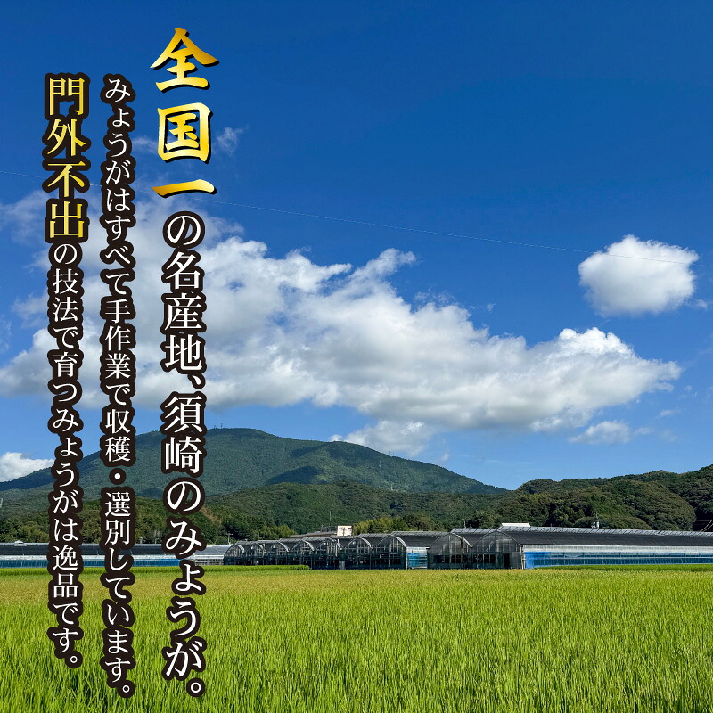 秀品 【 すさきのみょうが 】 1kg 生産量日本一 産地直送 かつおのたたき 薬味 高知県 須崎市 みょうが 茗荷 かつおたたき 藁焼き鰹  カツオ タタキ 鰹 ぽん酢 玉ねぎ ねぎ しょうが 甘酢