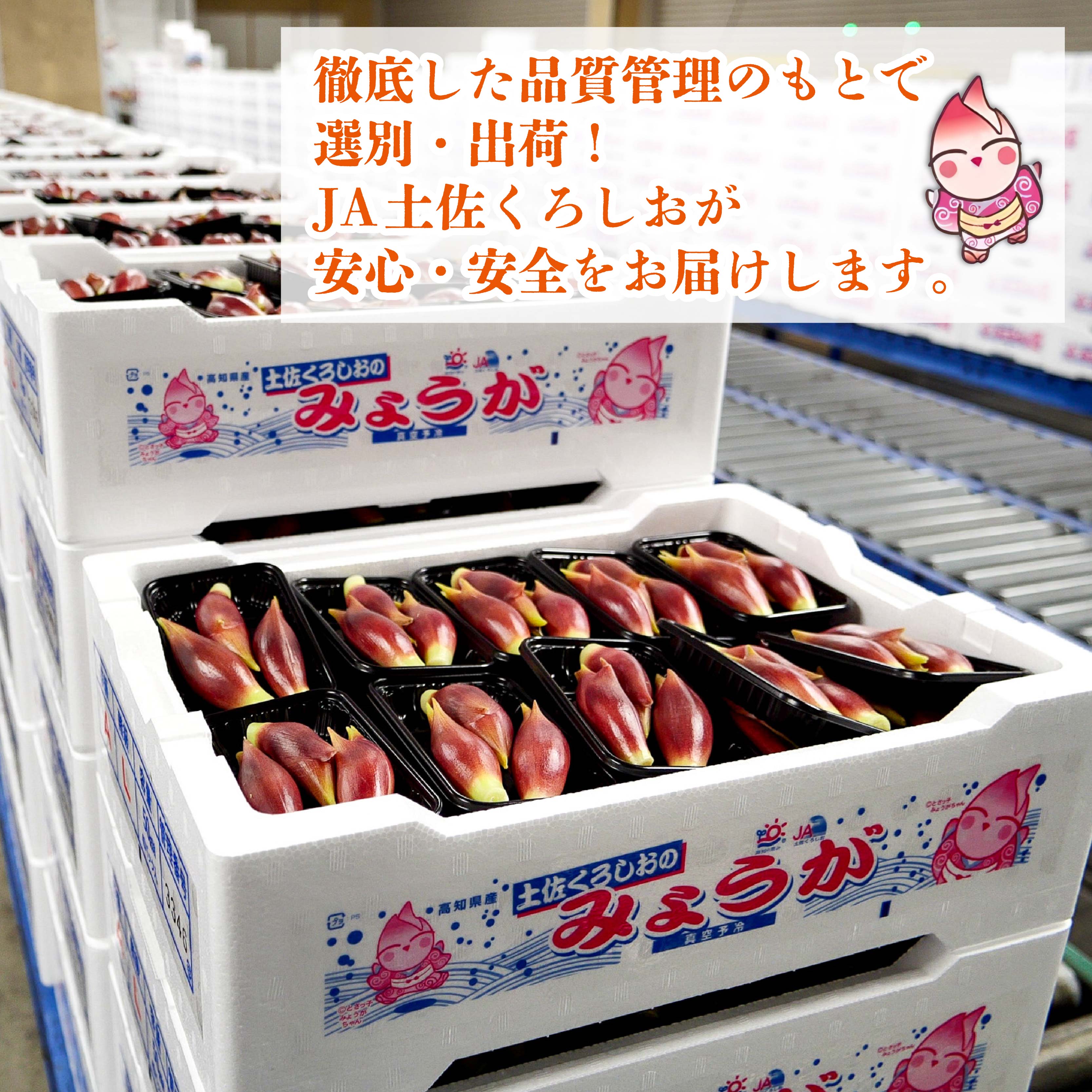 秀品 【 すさきのみょうが 】 1kg 生産量日本一 産地直送 かつおのたたき 薬味 高知県 須崎市 みょうが 茗荷 かつおたたき 藁焼き鰹  カツオ タタキ 鰹 ぽん酢 玉ねぎ ねぎ しょうが 甘酢