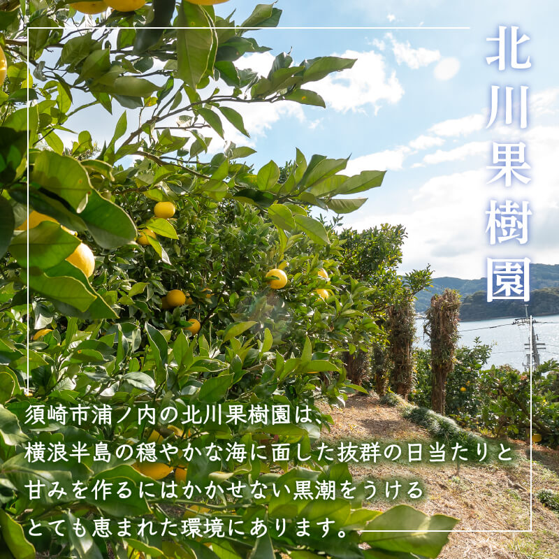 早期受付開始 2027年2月~発送開始 土佐文旦 5~10kg 高知県産 柑橘 フルーツ 文旦 ぶんたん ブンタン 分担 果物 みかん 文旦 産地直送 高知県 須崎 須崎市 KG0041-all