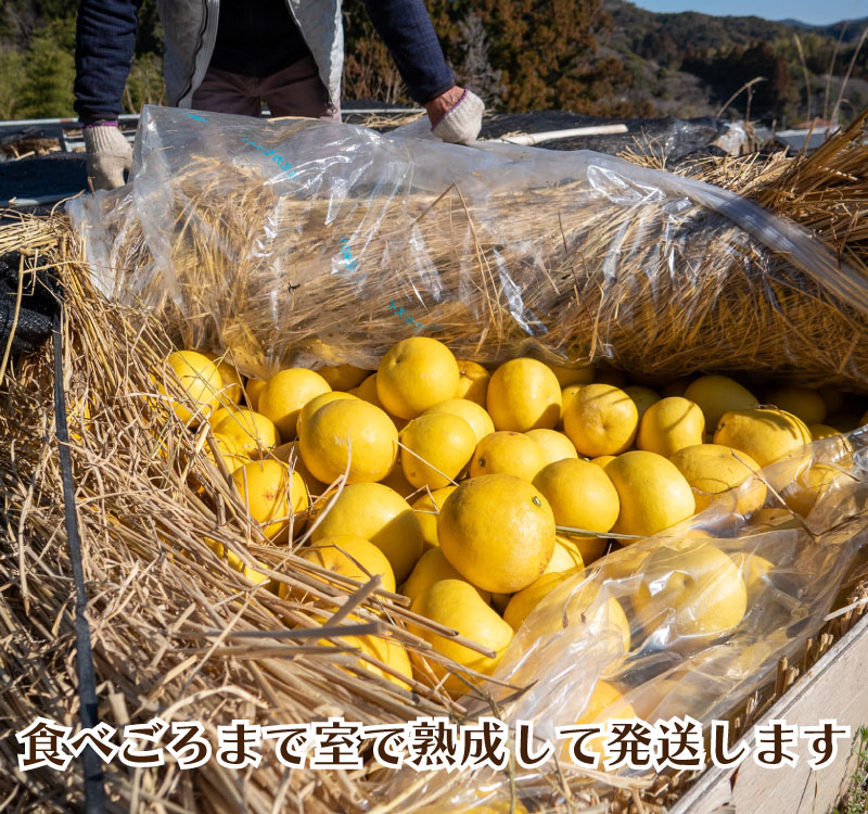 【 先行予約 】 土佐文旦 秀品 10kg 高知県産 柑橘 フルーツ 文旦 ぶんたん ブンタン 分担 果物 みかん 文旦 産地直送 高知県 須崎 須崎市 南国高知からの贈り物 KN001