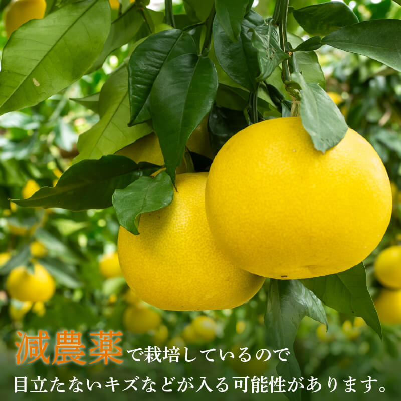 【2027年2月上旬から発送】 文旦 高知 5kg 秀品 3L 4L 浦ノ内特産 早期予約 予約受付中 期間限定 季節限定 限定 旬 みかん ミカン ぶんたん 高知県 土佐文旦 柑橘 贈答 お土産 K