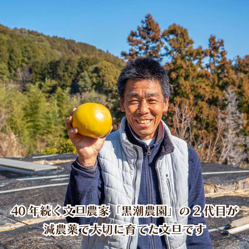 【2027年2月上旬から発送】 文旦 高知 5kg 秀品 3L 4L 浦ノ内特産 早期予約 予約受付中 期間限定 季節限定 限定 旬 みかん ミカン ぶんたん 高知県 土佐文旦 柑橘 贈答 お土産 K
