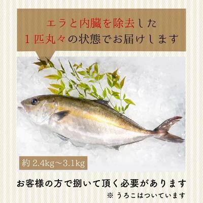 高級カンパチ 「須崎勘八」 まるごと1尾 冷蔵 神経締め 刺身 お刺し身 高級魚 鮮魚 海鮮 魚介 かんぱち