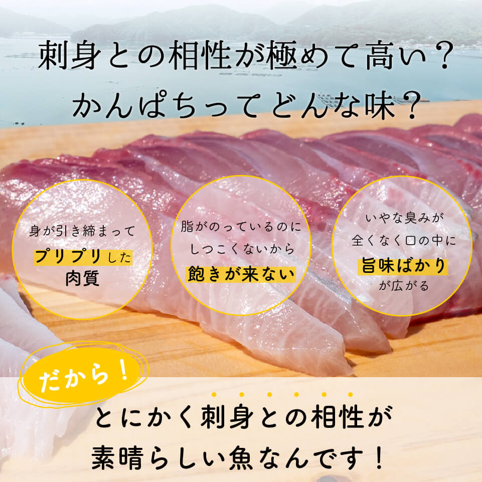 高級カンパチ 「須崎勘八」 まるごと1尾 冷蔵 神経締め 刺身 お刺し身 高級魚 鮮魚 海鮮 魚介 かんぱち