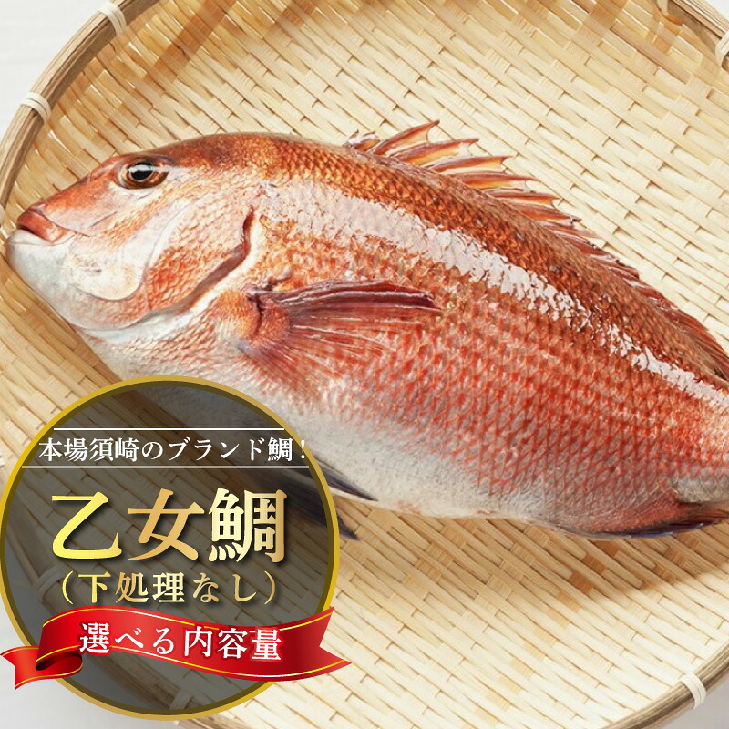鯛 まるごと 2尾 ( 2kg ~ 2.5kg ) 産地直送 高知県 乙女鯛 小島水産 ブランド鯛 新鮮 魚 鮮魚 ブランド 尾頭付き 刺身 お刺身 鯛めし 鯛鍋 鯛しゃぶ パエリア 高知県 須崎市