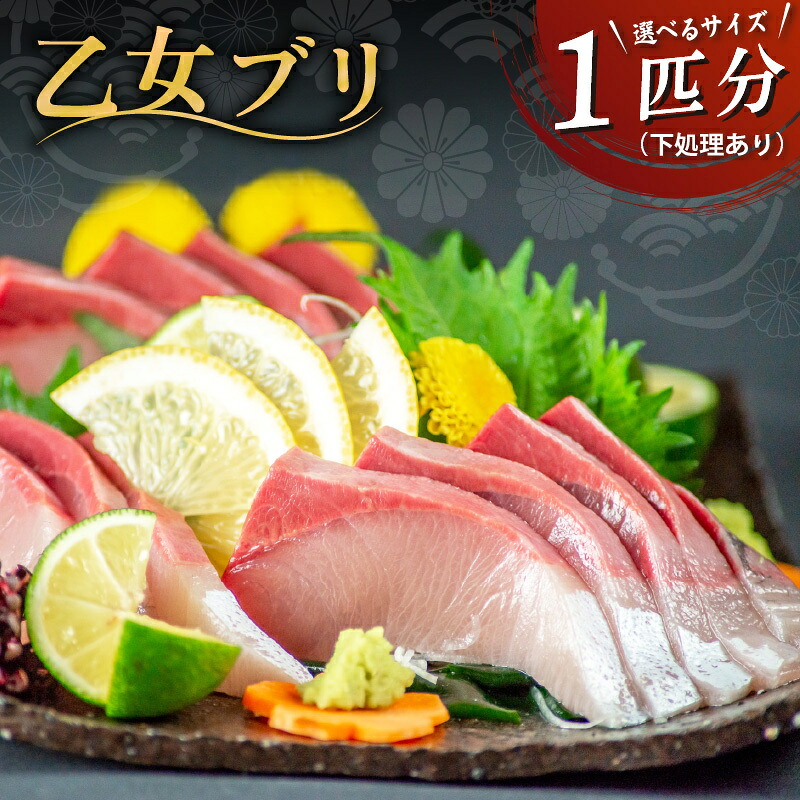 乙女 ブリ 丸ごと1本 約 3kg (下処理有) お刺身 刺身 ブランド 新鮮 鰤 ぶり 冷蔵 ブリ しゃぶ 高知県 須崎市 高知 鰤 年末 正月 KS0341-3x