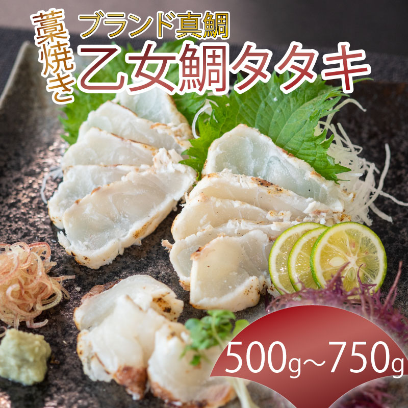 【須崎のブランド鯛】 乙女鯛 わら焼き タタキ 1尾分 ( 550 ~ 750g ) 産地直送 小島水産 ブランド 鯛 タイ 冷凍 さしみ 刺し身 刺身 おすすめ 人気 藁焼き わらやき 土佐 本場