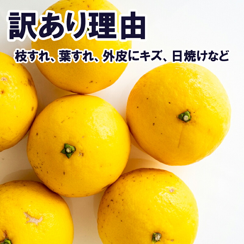 【訳あり】小夏 (日向夏) ヘルシー小夏ちゃん 3kg 2026年5月末から発送  | 家庭用 期間 数量 限定 旬 人気 果物 くだもの 柑橘 フルーツ みかん ジュース 高知県 須崎市 KYM00