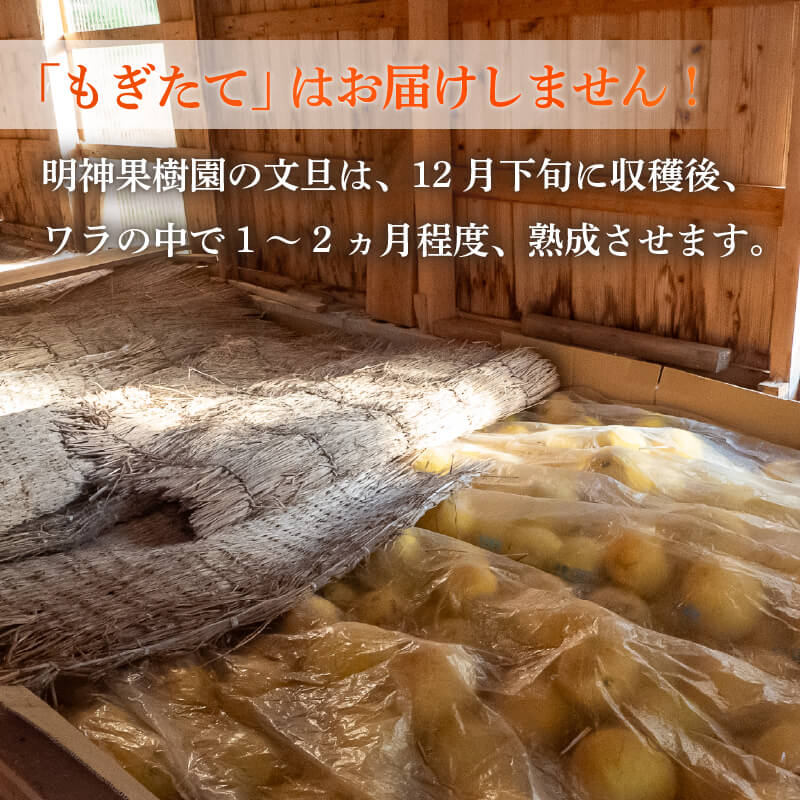 【早期予約開始 2027年2月頃より順次発送】訳あり 文旦 土佐文旦 5kg 10kg 優品 贈答 果物 フルーツ 文旦 ぶんたん ブンタン 浦ノ内 みかん 蜜柑 柑橘 分担 旬 時期 数量限定 期間