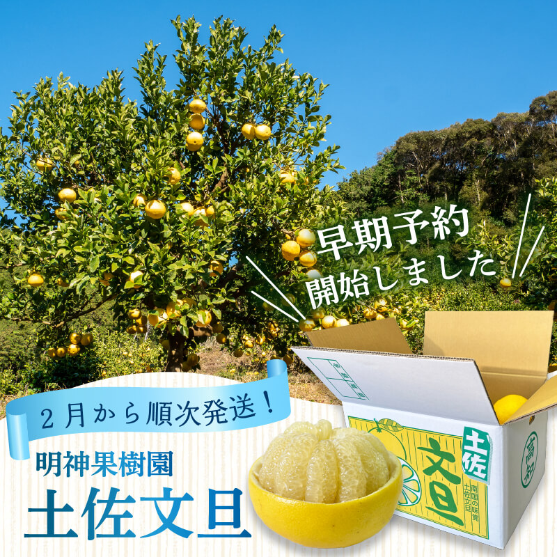【早期予約開始 2027年2月頃より順次発送】訳あり 文旦 土佐文旦 5kg 10kg 優品 贈答 果物 フルーツ 文旦 ぶんたん ブンタン 浦ノ内 みかん 蜜柑 柑橘 分担 旬 時期 数量限定 期間