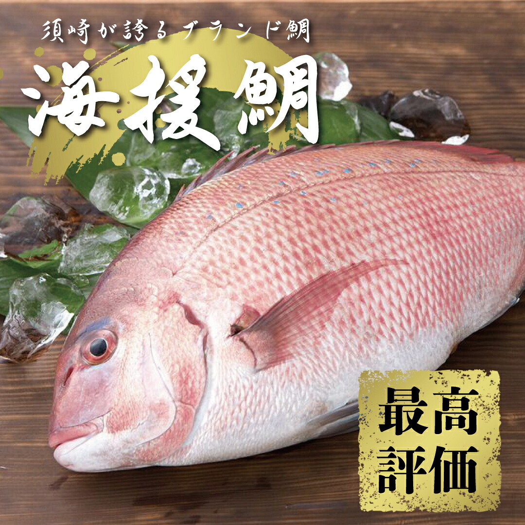 鯛 タイ 刺身 まるごと 1匹分 鮮魚 日本最高峰評価のマダイ ブランド 海援鯛 魚 産地直送 高知県 須崎市