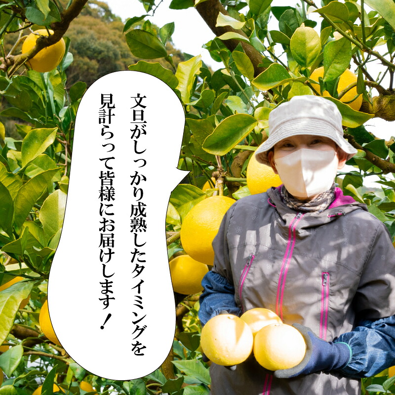 贈答用 土佐 文旦 10kg 【 202７年１月下旬より発送 】 産地直送 高知県産 秀品 柑橘 フルーツ 文旦 ぶんたん ブンタン 果物 みかん ギフト 蜜柑 かんきつ 期間限定 季節限定  高知県