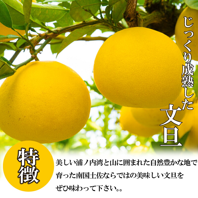 訳あり 土佐文旦 【 10kg 】 202７年１月下旬より発送 高知県産 柑橘 フルーツ 文旦 ぶんたん ブンタン 果物 みかん 蜜柑 柑橘 産地直送 期間限定 季節限定 家庭用 訳あり 高知県 須崎