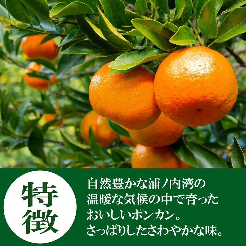1月から発送開始 訳あり ポンカン 5kg | ぽんかん 訳あり 家庭用 おすすめ ランキング 産地直送 果物 フルーツ ふるさと納税みかん 柑橘 くだもの ミカン 果肉 蜜柑 人気 ふる
