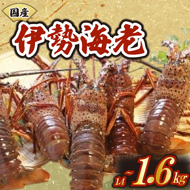 厳選 伊勢海老 2~6匹 約1.4~1.6kg 天然 新鮮 海鮮 魚介類 刺身 刺し身 国産 漁師厳選 伊勢エビ いせえび 海老 エビ 生きたまま発送 刺身 焼き物 お味噌汁 鍋 ボイル エビフライ