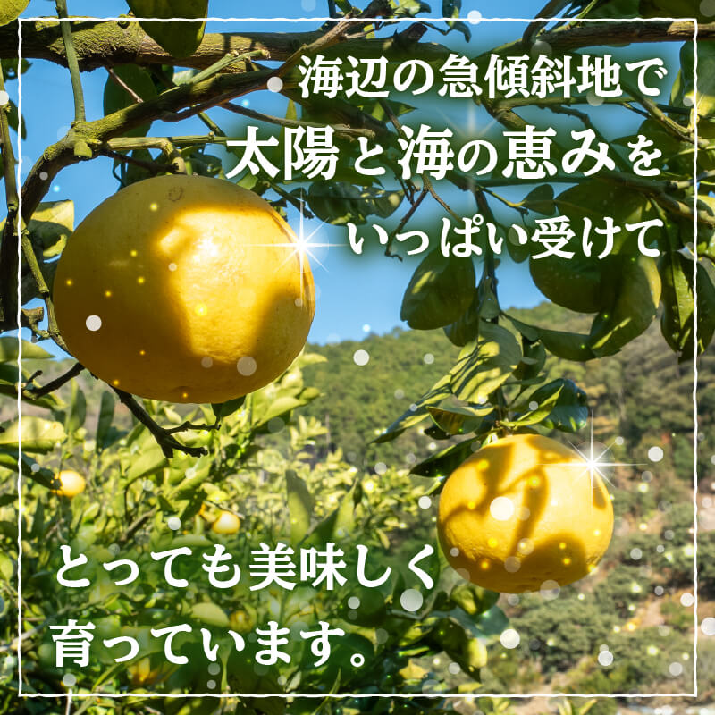 【ふるさと納税】 訳あり 文旦 5kg 2027年2月より順次発送 産地直送 名産 季節限定 期間限定 ジャム 贈答 柑橘 フルーツ 果物 くだもの 果実 みかん かんきつ 土佐文旦 ぶんたん デザー