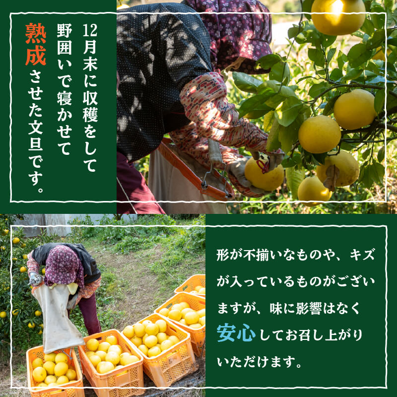 【ふるさと納税】 訳あり 文旦 5kg 2027年2月より順次発送 産地直送 名産 季節限定 期間限定 ジャム 贈答 柑橘 フルーツ 果物 くだもの 果実 みかん かんきつ 土佐文旦 ぶんたん デザー