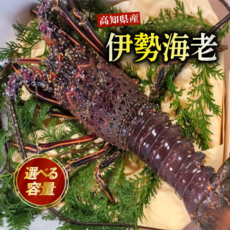 伊勢海老 700g~900g 高知県産 厳選 産地直送 冷凍 高級 イセエビ えび 海老 海鮮 魚介 刺身 さしみ 刺し身 人気 おすすめ 焼き物 汁物 ギフト 贈答 贈り物 祝い 歳暮 プレゼント