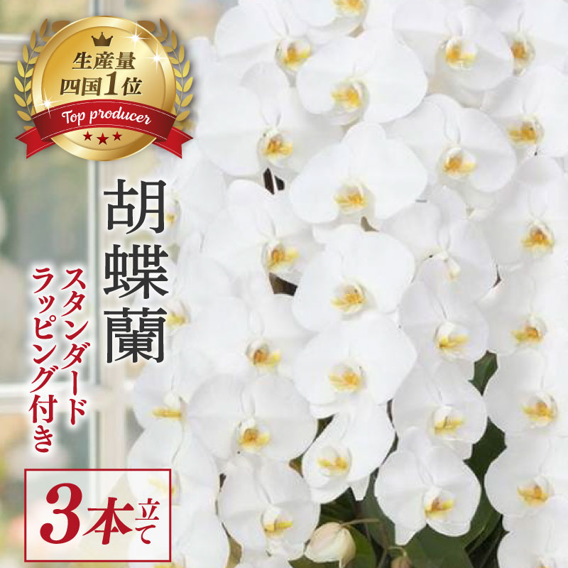 指定日配達 胡蝶蘭 3本立て 白 花 はな お花 日付指定 記念日 お祝い プレゼント ギフト 贈答 贈り物 選べる カラー ラッピング 鉢花 鉢植え 洋蘭 洋ラン 冠婚葬祭 蘭 らん 新築祝い 豪華