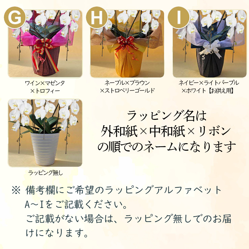 指定日配達 胡蝶蘭 3本立て 白 花 はな お花 日付指定 記念日 お祝い プレゼント ギフト 贈答 贈り物 選べる カラー ラッピング 鉢花 鉢植え 洋蘭 洋ラン 冠婚葬祭 蘭 らん 新築祝い 豪華