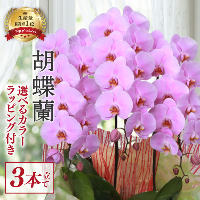 指定日配達 胡蝶蘭 3本立て ピンク スタンダード 花 はな お花 日付指定 記念日 お祝い プレゼント ギフト 贈答 贈り物 ラッピング 鉢花 鉢植え 洋蘭 洋ラン 冠婚葬祭 蘭 らん 新築祝い 豪