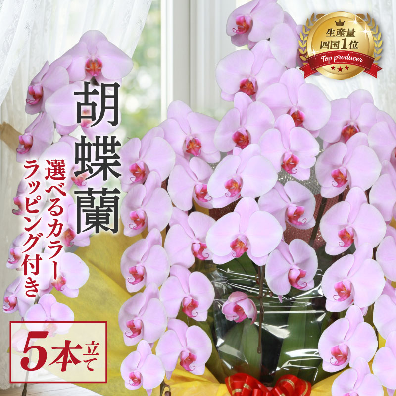 指定日配達 胡蝶蘭 5本立て ピンク スタンダード 花 はな お花 日付指定 記念日 お祝い プレゼント ギフト 贈答 贈り物 選べる カラー ラッピング 鉢花 鉢植え 洋蘭 洋ラン 冠婚葬祭 蘭 ら