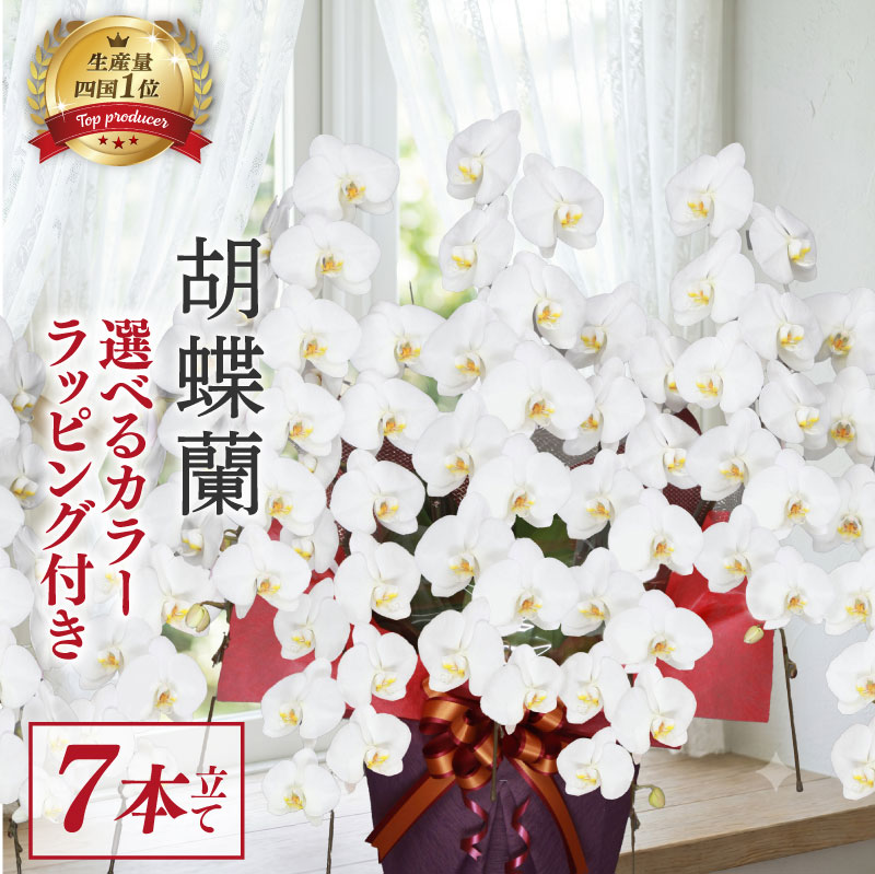 指定日配達 胡蝶蘭 7本立て