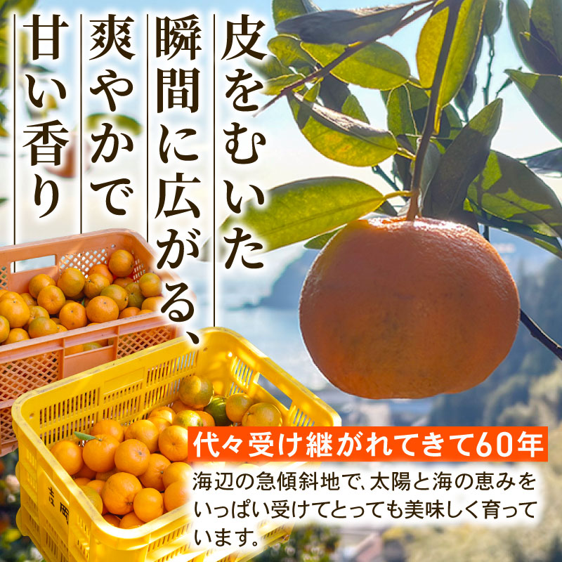 【早期予約】 訳あり 須崎産 ポンカン 5kg  ぽんかん  家庭用 6000円 おすすめ  果物 フルーツ みかん 柑橘 くだもの ミカン 果肉 蜜柑 人気  みかん  果物  フルーツ ギフト 贈