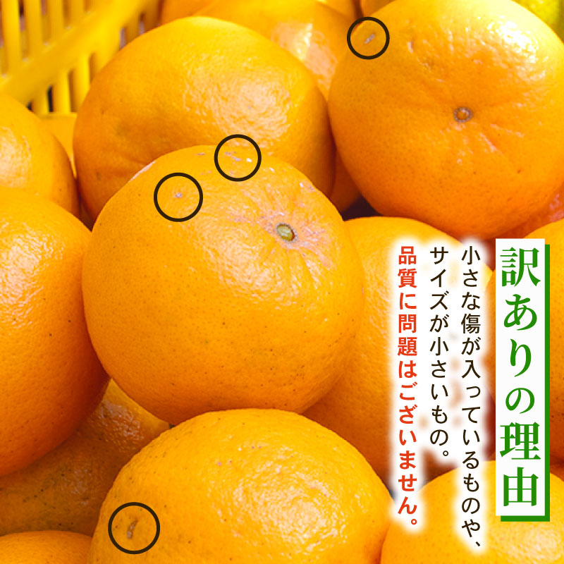 【早期予約】 訳あり 須崎産 ポンカン 5kg  ぽんかん  家庭用 6000円 おすすめ  果物 フルーツ みかん 柑橘 くだもの ミカン 果肉 蜜柑 人気  みかん  果物  フルーツ ギフト 贈