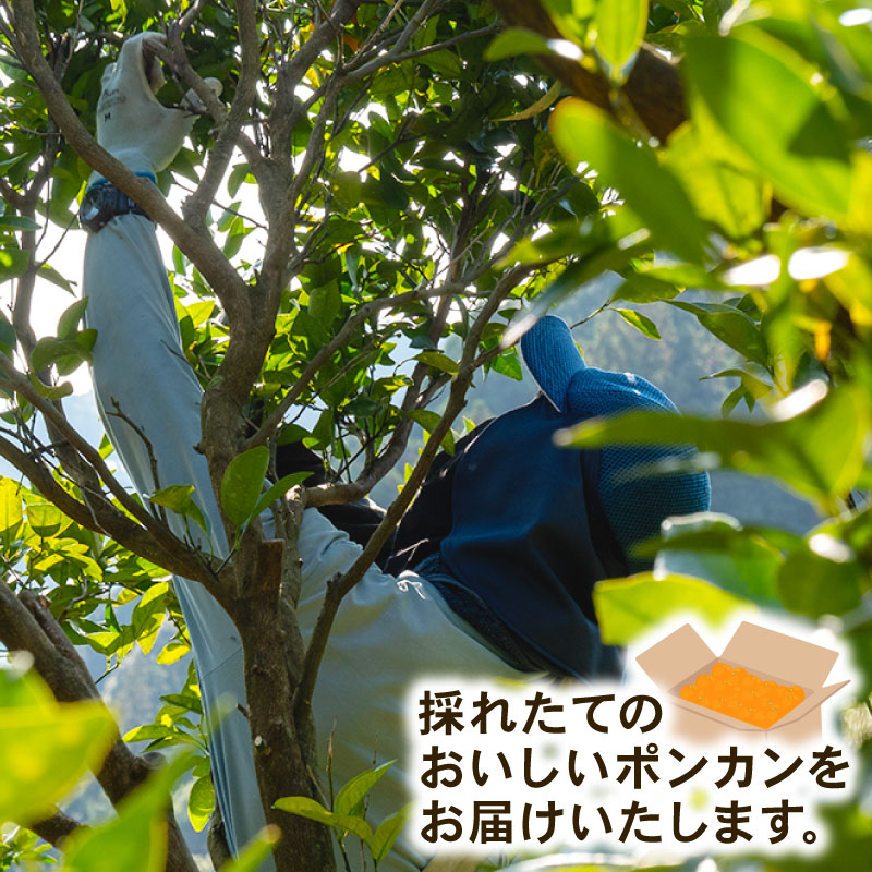 【早期予約】 訳あり 須崎産 ポンカン 5kg  ぽんかん  家庭用 6000円 おすすめ  果物 フルーツ みかん 柑橘 くだもの ミカン 果肉 蜜柑 人気  みかん  果物  フルーツ ギフト 贈