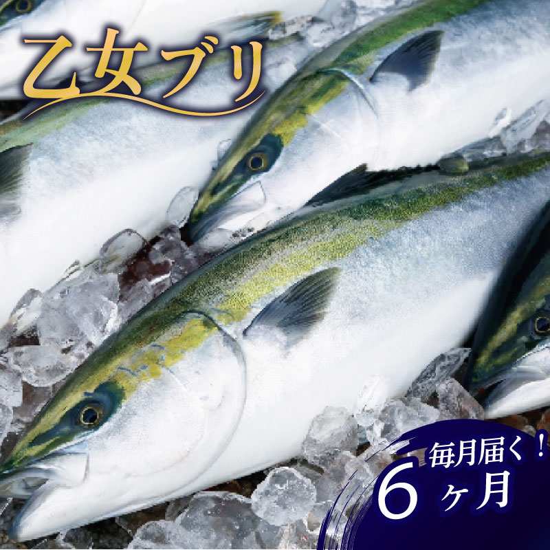 厳選! 産地直送 ブリ 半年 定期便 【 下処理 有 】 鰤 刺身 冷蔵 6回 6ヵ月 6ヶ月 ブランド 乙女ブリ 刺し身 鰤しゃぶ ぶりしゃぶ 海鮮 鮮魚 魚介 サカナ さかな 魚 高知県 須崎市