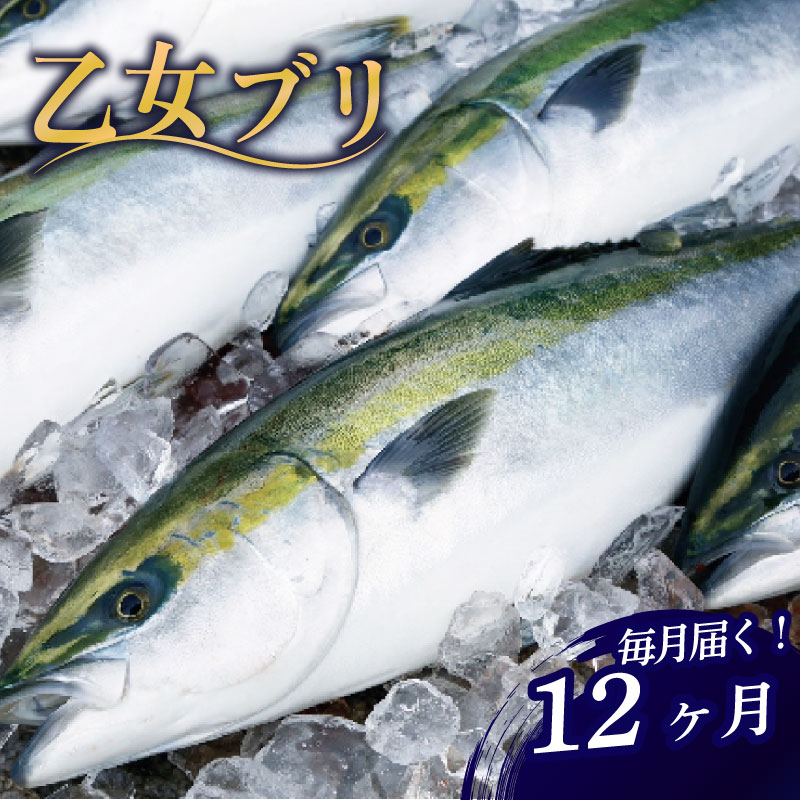 厳選! 産地直送 ブリ 12ヶ月 定期便 【 下処理 有 】 鰤 刺身 冷蔵 12回 12ヵ月 1年 一年 ブランド 乙女ブリ 刺し身 鰤しゃぶ ぶりしゃぶ 海鮮 鮮魚 魚介 サカナ さかな 魚 高知
