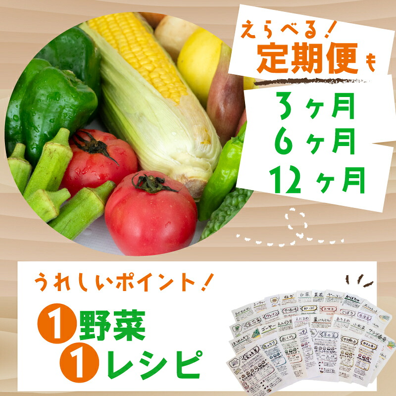 野菜定期便 7品~8品 3ヵ月 産地直送 朝採れ （ 7品 ～ 8品 野菜 セット 詰め合わせ 特産 季節 旬 新鮮 彩 ベジタブル 高知県 須崎市  ）NPO20000