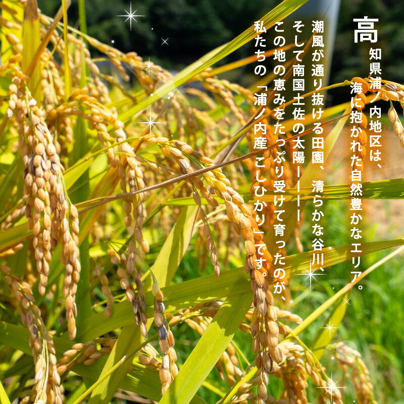 R8 新米 コシヒカリ 5kg 定期便 3ヶ月 8月下旬から発送 新米 産地直送 高知県産 白米 精米 こしひかり 米 常温 配送 ブランド米 国産 はくまい 白 玄米 米 こめ おこめ 早場米 産地