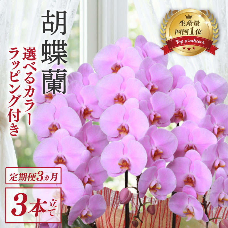 胡蝶蘭 3本立て
