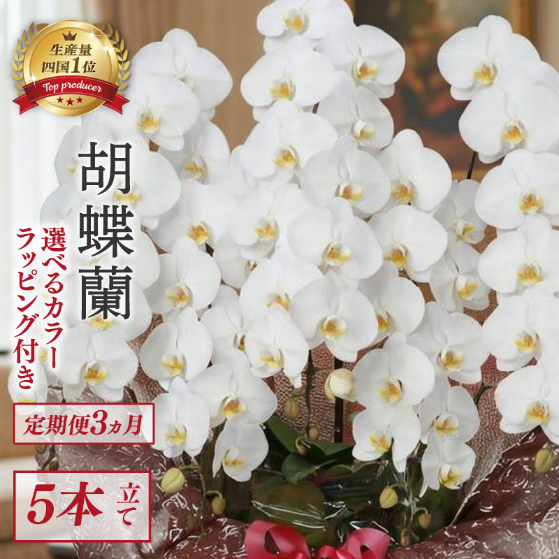 【定期便3ヶ月】 【訳あり】 胡蝶蘭 5本立て ピンク 花 はな お花 日付指定 記念日 お祝い プレゼント ギフト 贈答 贈り物 選べる カラー ラッピング 鉢花 鉢植え 洋蘭 洋ラン 冠婚葬祭 蘭