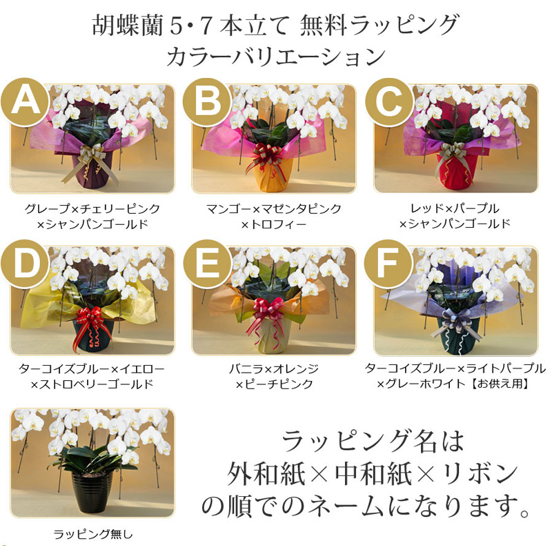 【定期便3ヶ月】 【訳あり】 胡蝶蘭 5本立て ピンク 花 はな お花 日付指定 記念日 お祝い プレゼント ギフト 贈答 贈り物 選べる カラー ラッピング 鉢花 鉢植え 洋蘭 洋ラン 冠婚葬祭 蘭