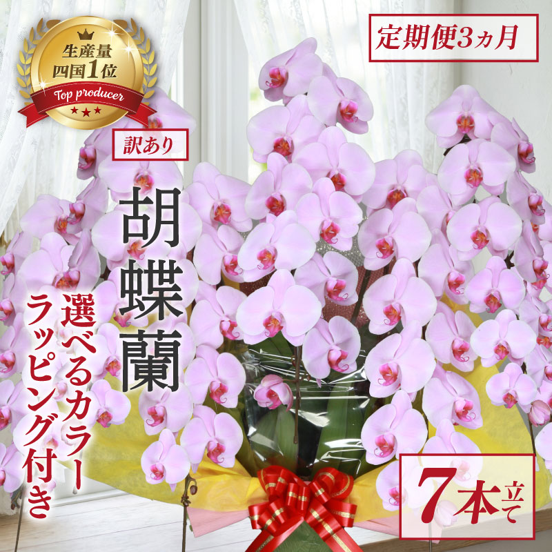 【定期便3ヶ月】 【訳あり】 胡蝶蘭 7本立て ピンク 花 はな お花 日付指定 記念日 お祝い プレゼント ギフト 贈答 贈り物 選べる カラー ラッピング 鉢花 鉢植え 洋蘭 洋ラン 冠婚葬祭 蘭