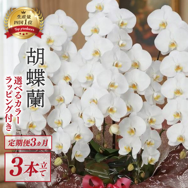 【定期便3ヶ月】 【訳あり】 胡蝶蘭 3本立て 白 スタンダード 花 はな お花 記念日 お祝い プレゼント ギフト 贈答 贈り物 選べる カラー ラッピング 鉢花 鉢植え 洋蘭 洋ラン 冠婚葬祭