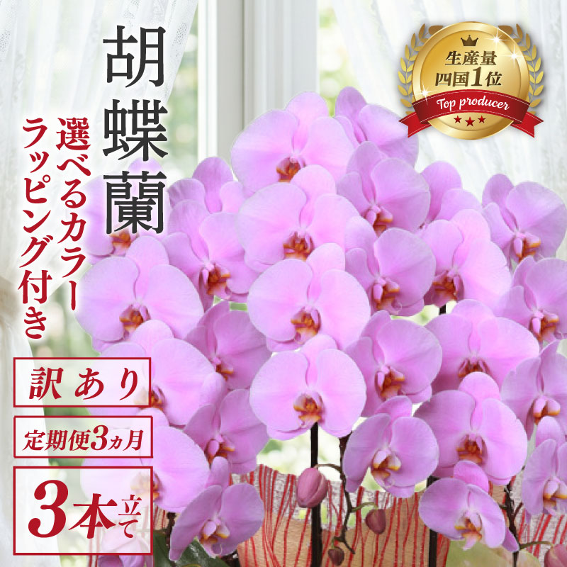 胡蝶蘭 3本立て