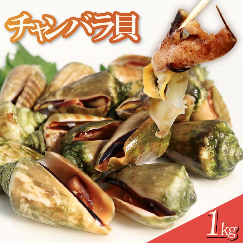 チャンバラ貝　約1kg