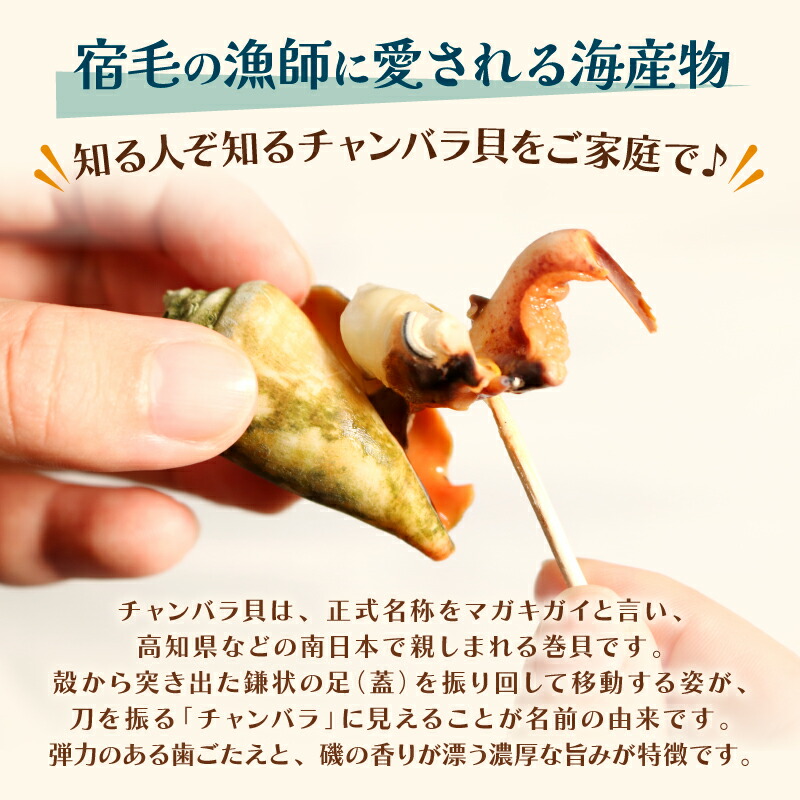 チャンバラ貝　約1kg