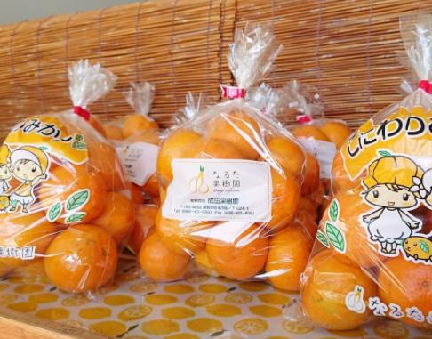 【 先行予約 】みかん 5kg 家庭用 温州みかん 蜜柑 高知 フルーツ スイーツ お裾分け デザート 柑橘 ジャム お菓子 成田果樹園 宿毛市 高知県 ギフト 贈り物 季節