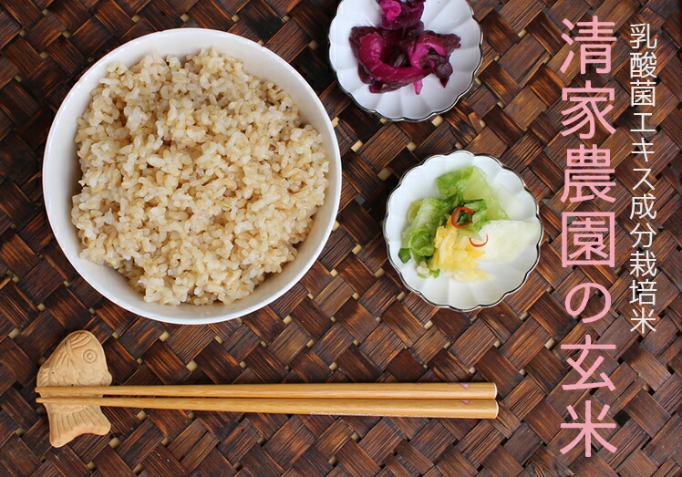 【令和7年産】清家農園 錦米（にこまる）玄米5kg【特別栽培】