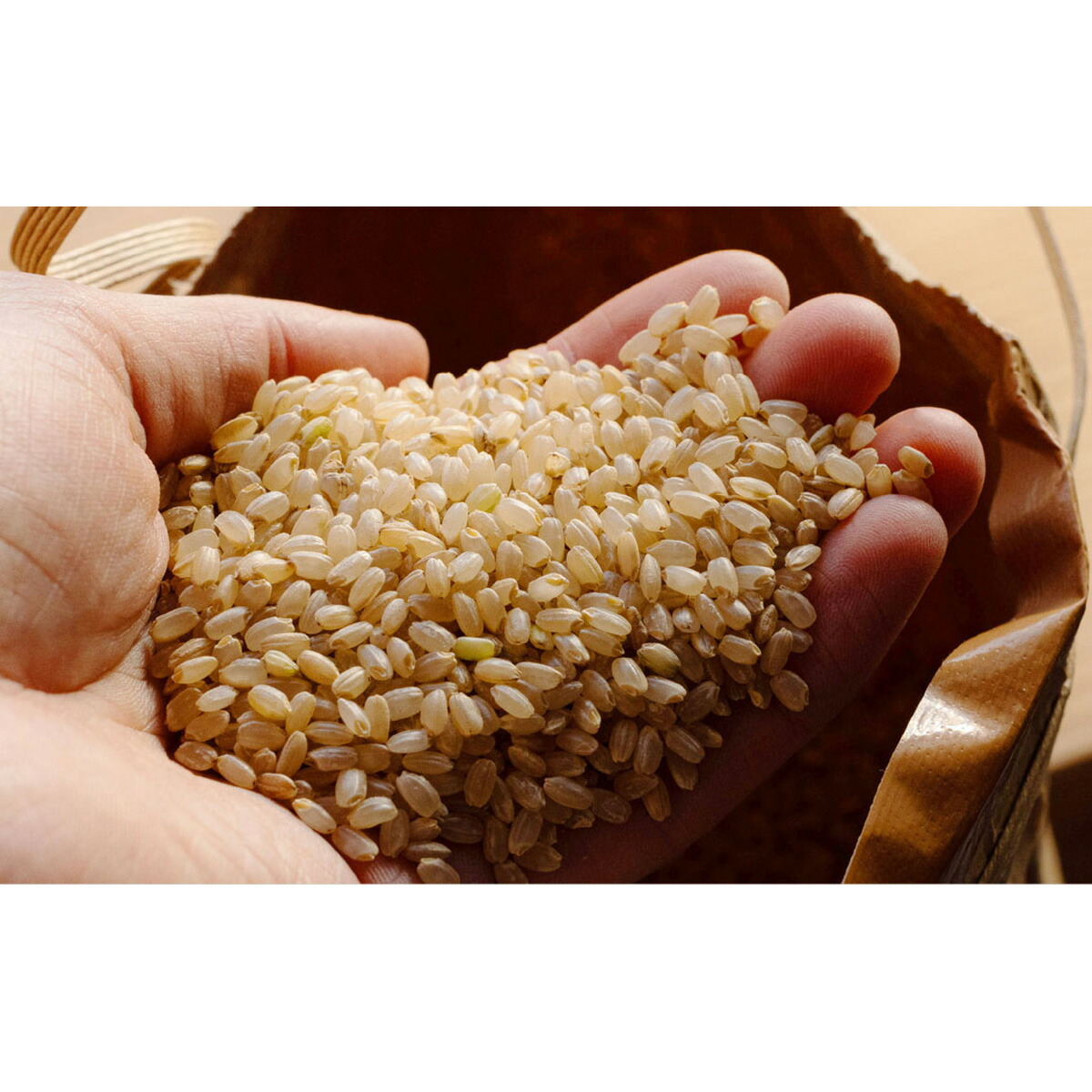 【令和7年産】清家農園 錦米（にこまる）玄米5kg【特別栽培】